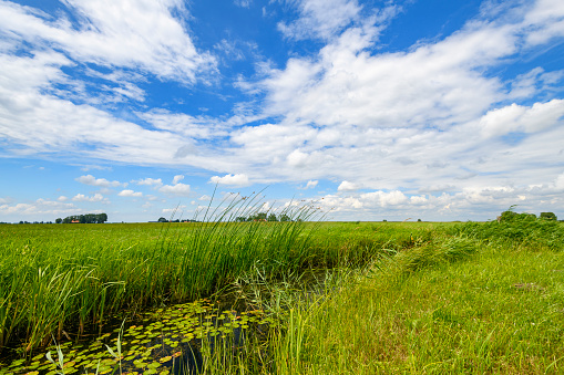 Landscape in the IJsseldelta ancient Mandjeswaard polder during a beautiful summer in Overijssel, The Netherlands.
