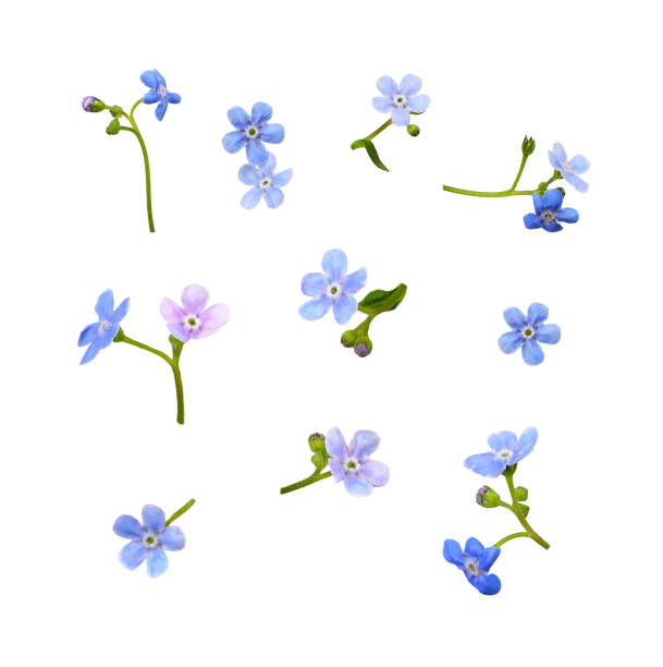 istock Set of blue forget-me-not flowers 1257162278