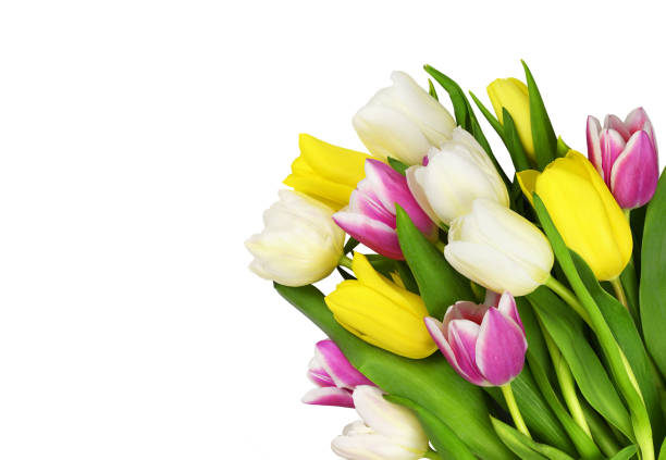 Colorful tulip flowers in a corner isolated on white background