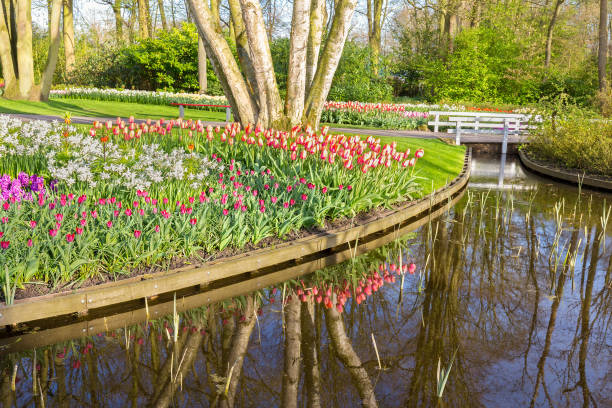 istock Blooming tulips along waterfront in park 1257162677