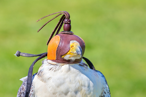 Portrait head of  Falco peregrinus wearing leather cap outdoors. In falconry the falcons are very tame so they can catch a prey and bring it back to the falconer. The bird wears a leather cap so it stays tranquil and relaxed because it can't see any distracting elements.