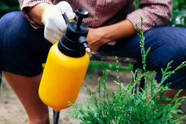 Gardener spraying thuja tree using garden spray bottle. Pest protection and conifer tree care