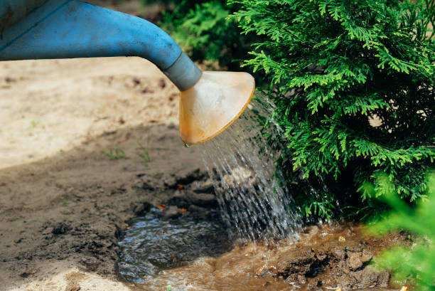 istock Young thuja tree watered from a watering can, close-up view. Gardening concept. 1257163607