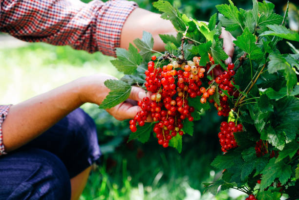 istock Farmer picking ripe red currant berries. Close-up view. 1257163616