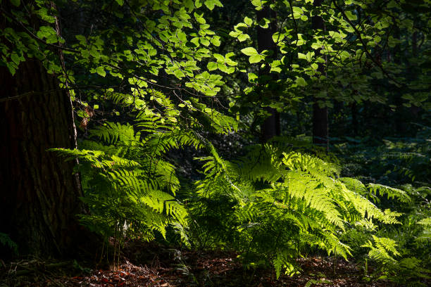 istock Beautiful woodland landscape image during Summer with evening sunlight backlighting the leaves on the trees and foliage on the ground 1257163636