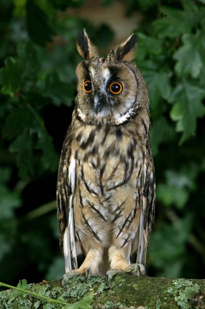 istock Long-Eared Owl, asio otus, standing on Branch, Normandy 1257163787