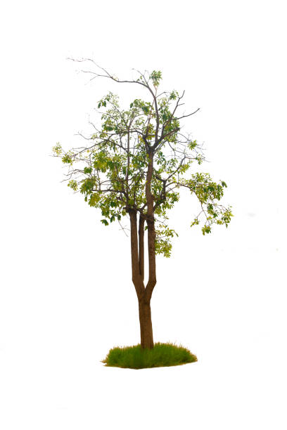 istock Trees isolated on white background, tropical trees isolated used for design, with clipping path. 1257164828