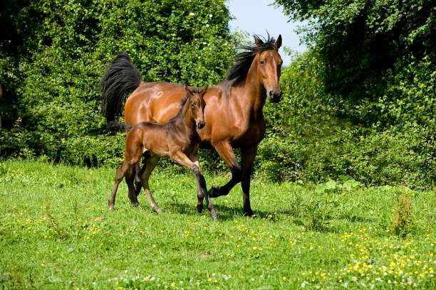 istock French Trotter Horse, Mare and Foal, Normandy 1257164951