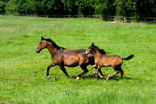 istock French Trotter Horse, Mare and Foal, Normandy 1257165047