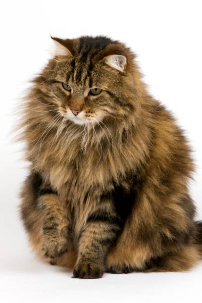 istock Angora Domestic Cat, Male against White Background 1257165236