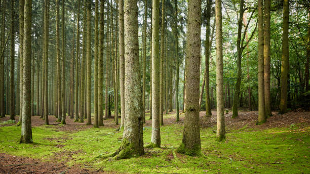 istock Panoramic view of a forest in early the morning. 1257165959