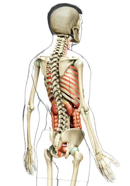 istock 3d rendered medically accurate illustration of male  Internal organs and skeleton system