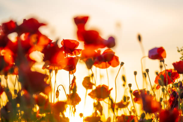 istock Blooming red poppies in a summer meadow 1257169363
