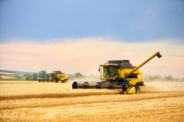 istock Combine harvesters working in wheat field with cloudy moody sky. Harvesting machine driver cutting crop in a farmland. Agriculture theme, harvesting season 1257169877
