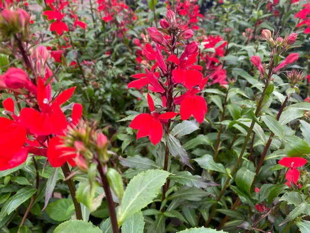 Top view on isolated deep red  flowers (lobelia cardinalis) with green leaves (focus on flower in center)