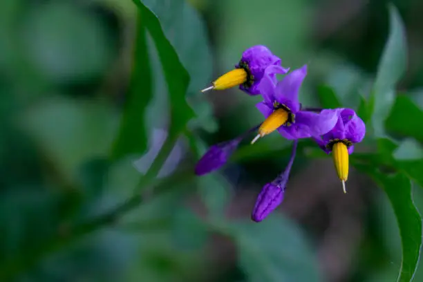 Beautify violet flower, poisonous plant.