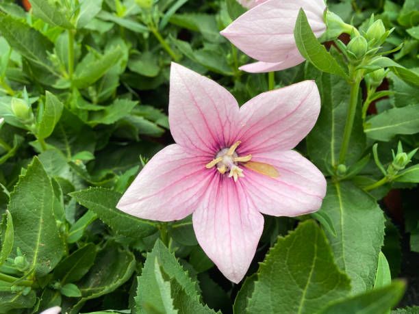 istock Top view on on isolated pink flower head  (platycodon) 1257170051