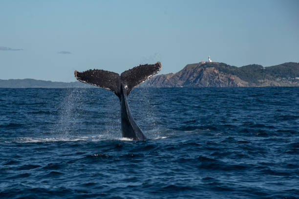 The tail of a whale a humpback whale uses its perduncle muscle, the strongest muscle in the animal kingdom, to start lobtailing. This action is often undertaken as a form of communication or play. The lighthouse off Byron Bay is seen in the background. byron bay stock pictures, royalty-free photos & images