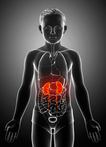 3d rendered, medically accurate illustration of the young boy highlighted kidneys and urinary system