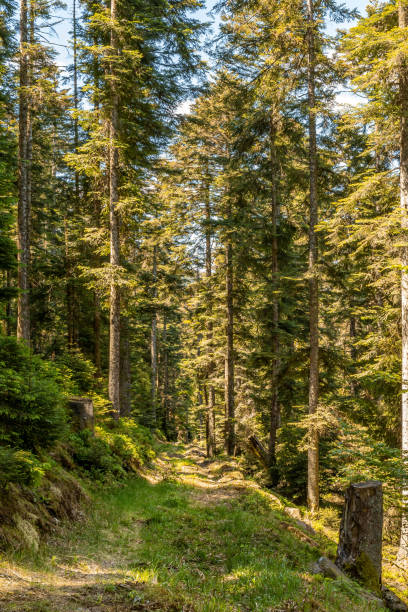 istock Hiking in a national park 1257172493