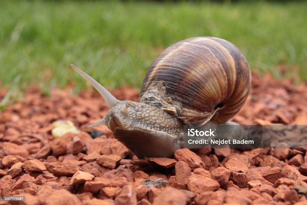 Snail Eye A snail looks at me with some curiosity and anger Animal Shell Stock Photo
