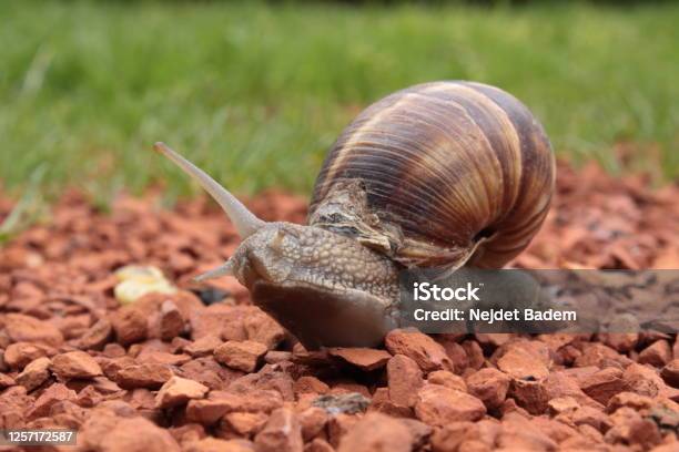 Snail Eye Stock Photo - Download Image Now - Animal Shell, Brick, Bricklayer