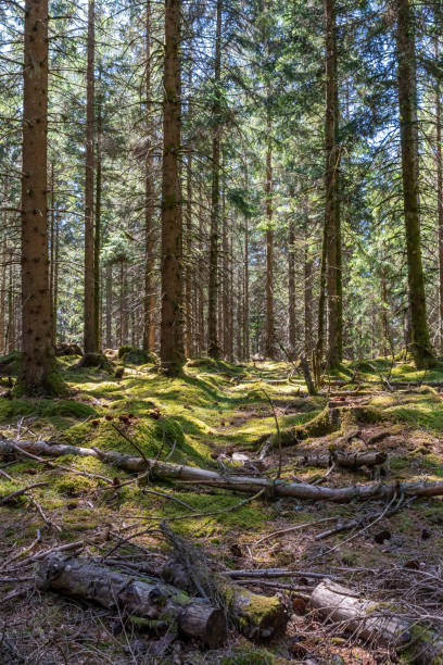 istock Hiking in a national park 1257172936