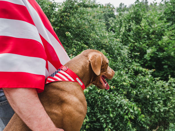 istock Handsome man, charming puppy and American Flag 1257172964