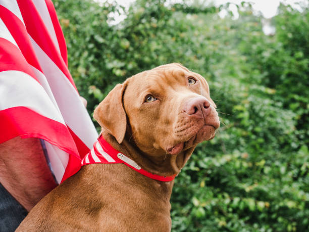 istock Handsome man, charming puppy and American Flag 1257173571