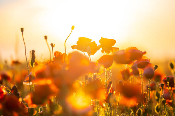 Blooming red poppies in a summer meadow backlit sun light