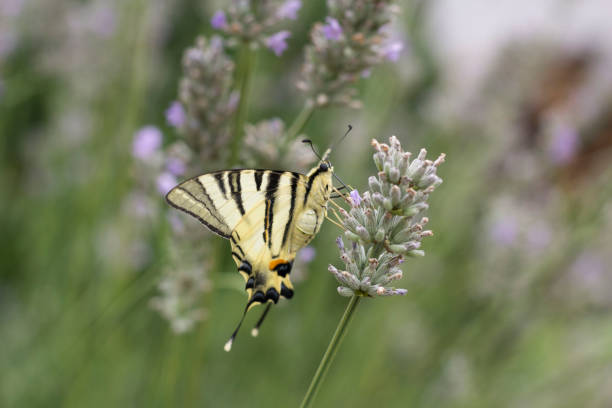 istock Butterfly Papilio machaon on a purple lavender close up 1257173678