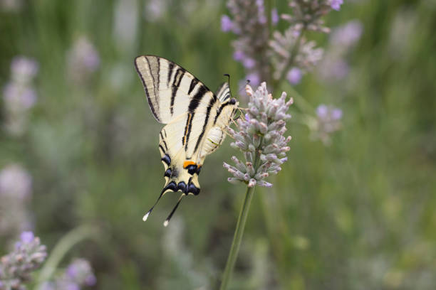 istock Butterfly Papilio machaon on a purple lavender close up 1257173692