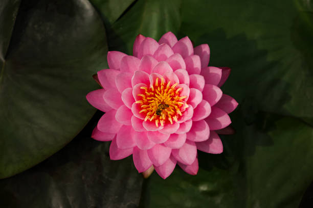 fiore di loto - lotus single flower water lily water foto e immagini stock