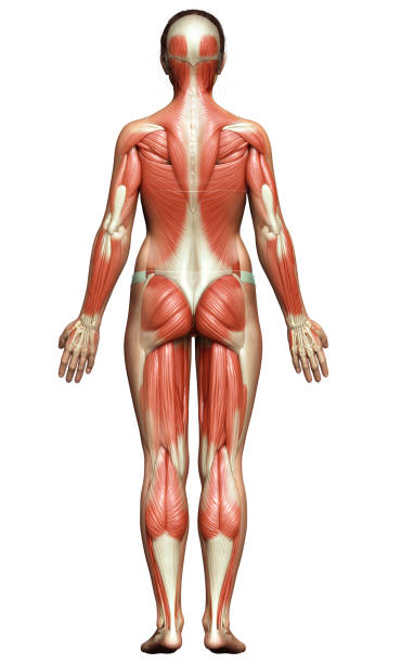 istock 3d rendered medically accurate illustration of a female muscle system 1257174091