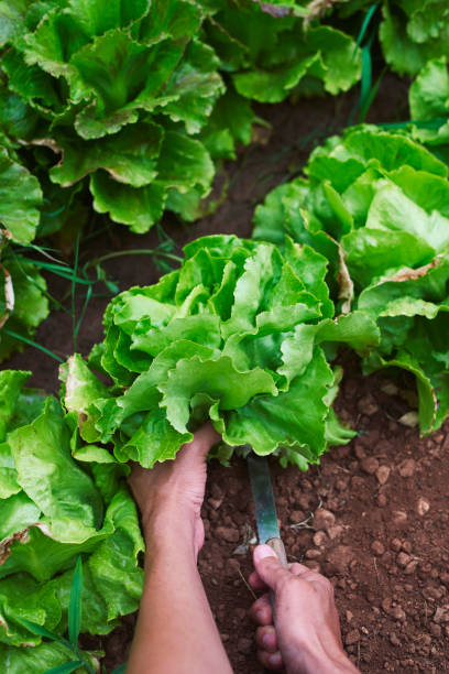 istock young man collecting a butterhead lettuce 1257174905
