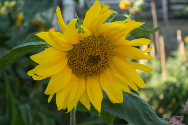 istock sunflower in hobby garden 1257175505