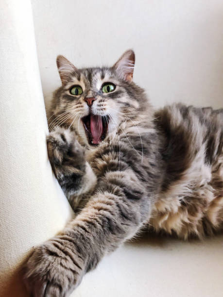 istock a cute tabby cat yawning 1257175601