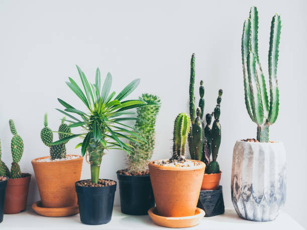 istock Potted cactus house plants. 1257176688