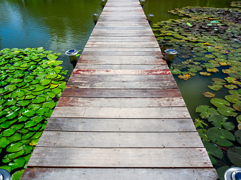 Wooden bridge in lotus pond. The bridge is made of old planks above the lake with green lotus leaves in a straight line.