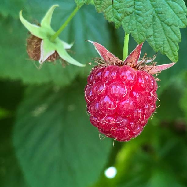 istock Raspberries on the branches in the summer garden. Close-up from different angles 1257177783
