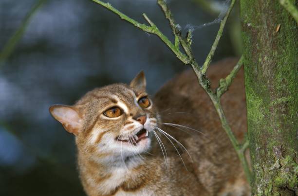 istock Rusty-Spotted Cat, prionailurus rubiginosus 1257177900