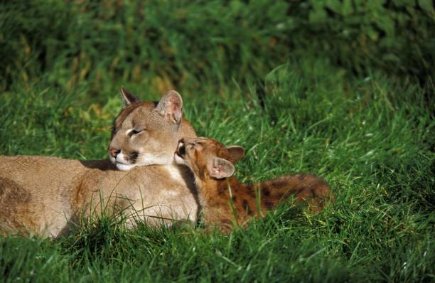 istock Cougar, puma concolor, Mother and Cub Licking 1257177937
