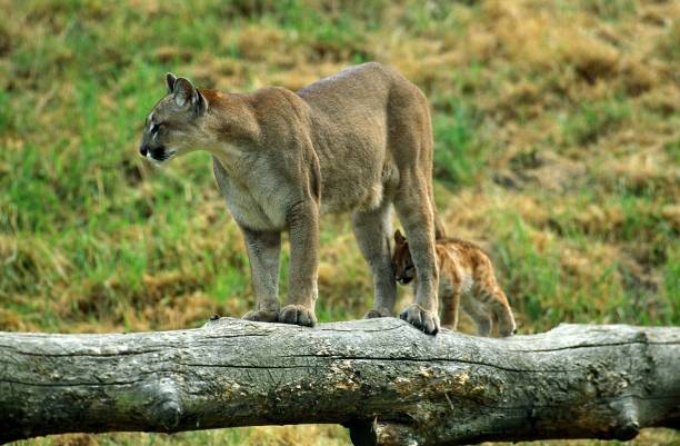 istock Cougar, puma concolor, Mother and Cub 1257177942