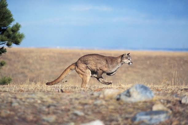 istock Cougar, puma concolor, running, Montana 1257177948