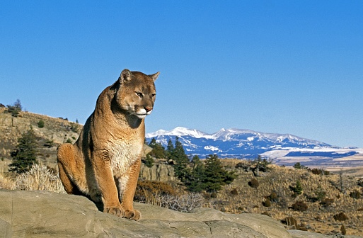 Cougar, puma concolor, standing on Rock, Montana