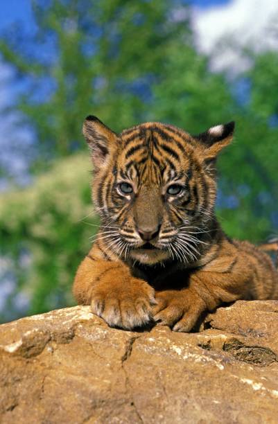 istock Sumatran Tiger, panthera tigris sumatrae, Cub standing on Rock 1257177967