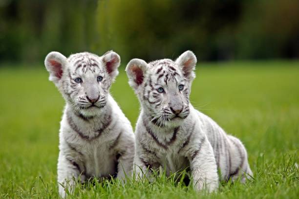istock White Tiger, panthera tigris, Cub standing on Grass 1257178001