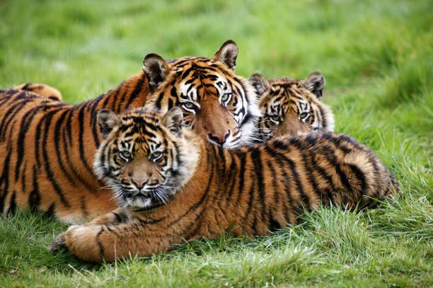 sumatran tiger, panthera tigris sumatrae, mutter und jung - raubtier fotos stock-fotos und bilder
