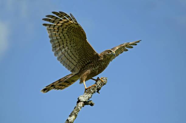 istock European Sparrowhawk, accipiter nisus, Taking off from Branch, Normandy 1257178047