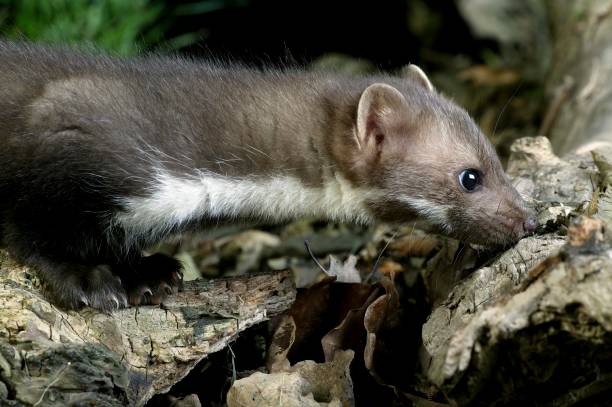 istock Stone Marten or Beech Marten, martes foina, standing on Stump 1257178430